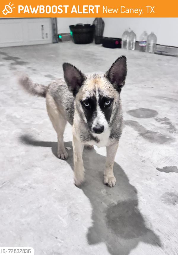 Found/Stray Female Dog last seen Porters mill , New Caney, TX 77357