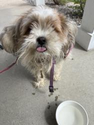 Found/Stray Unknown Dog last seen Ranchview lane N and city rd 30, Dayton, MN 55369