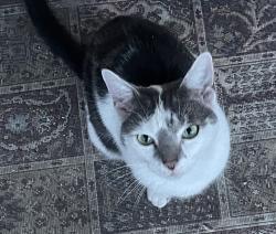 Found/Stray Unknown Cat last seen West hill road, Greater London, England 