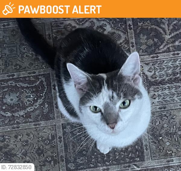Found/Stray Unknown Cat last seen West hill road, Greater London, England 