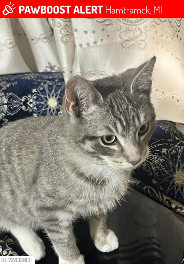 Lost Male Cat last seen Near Hamtramck Fire Department, Hamtramck, MI 48212