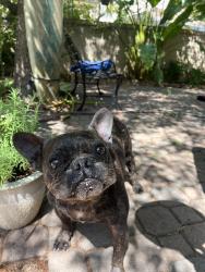 Found/Stray Male Dog last seen Skycrest circle Valencia , Santa Clarita, CA 91354