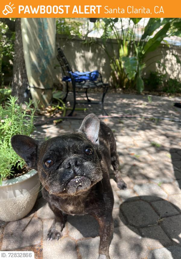 Found/Stray Male Dog last seen Skycrest circle Valencia , Santa Clarita, CA 91354