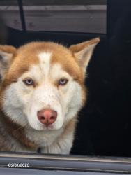 Found/Stray Male Dog last seen 112th and Gardner, Lubbock, TX 79424