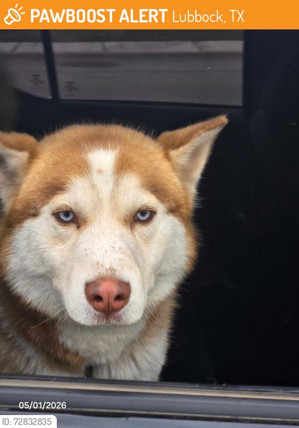 Found/Stray Male Dog last seen 112th and Gardner, Lubbock, TX 79424