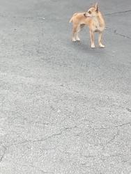 Found/Stray Female Dog last seen O'Connor, San Antonio, TX 78217