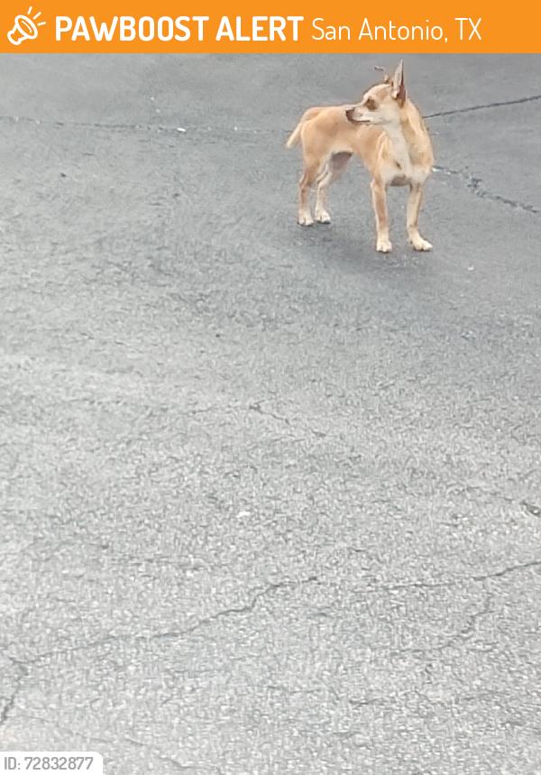Found/Stray Female Dog last seen O'Connor, San Antonio, TX 78217