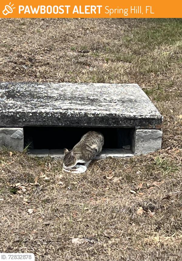 Found/Stray Unknown Cat last seen Bishop and Decarlo , Spring Hill, FL 34608
