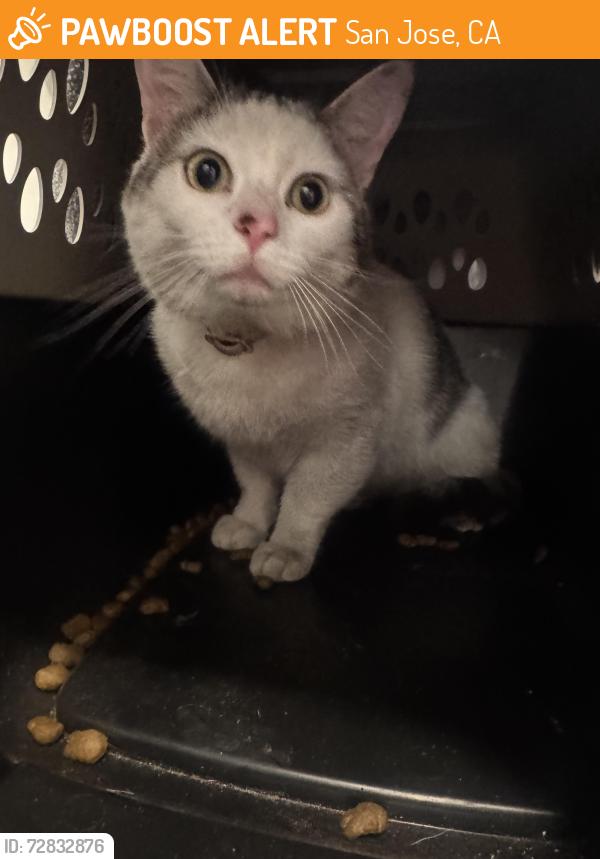 Found/Stray Unknown Cat last seen Park & Laurel Grove Ln , San Jose, CA 95126