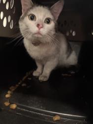 Found/Stray Unknown Cat last seen Park & Laurel Grove Ln , San Jose, CA 95126