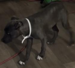 Lost Female Dog last seen 29th Street Lubbock Texas 79411, Lubbock, TX 79411