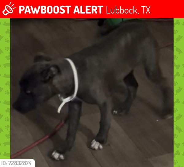 Lost Female Dog last seen 29th Street Lubbock Texas 79411, Lubbock, TX 79411