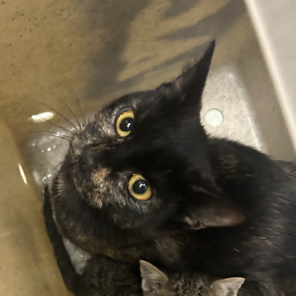 Shelter Stray Female Cat last seen , Animal Care & Control Team of Philly, 111 W Hunting Park Ave, Philadelphia, PA 19140, USA