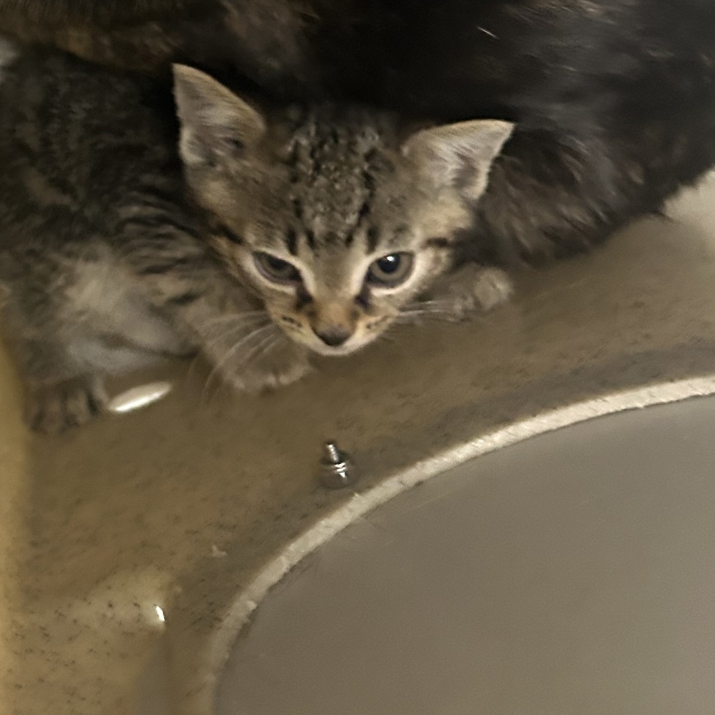 Shelter Stray Male Cat last seen , Animal Care & Control Team of Philly, 111 W Hunting Park Ave, Philadelphia, PA 19140, USA