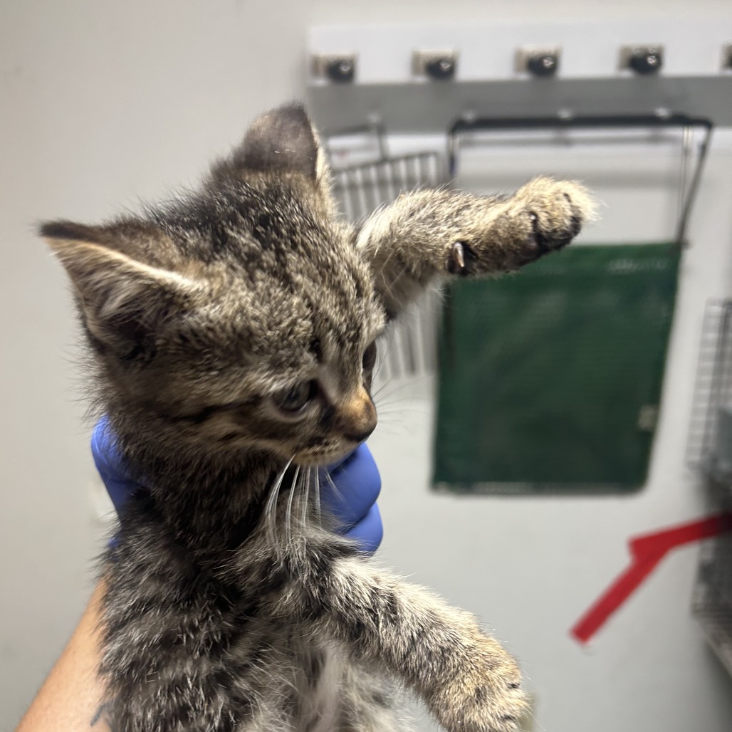 Shelter Stray Male Cat last seen , Animal Care & Control Team of Philly, 111 W Hunting Park Ave, Philadelphia, PA 19140, USA