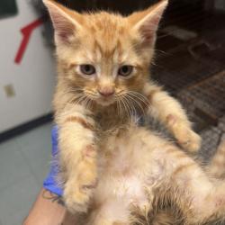 Shelter Stray Male Cat last seen , Animal Care & Control Team of Philly, 111 W Hunting Park Ave, Philadelphia, PA 19140, USA