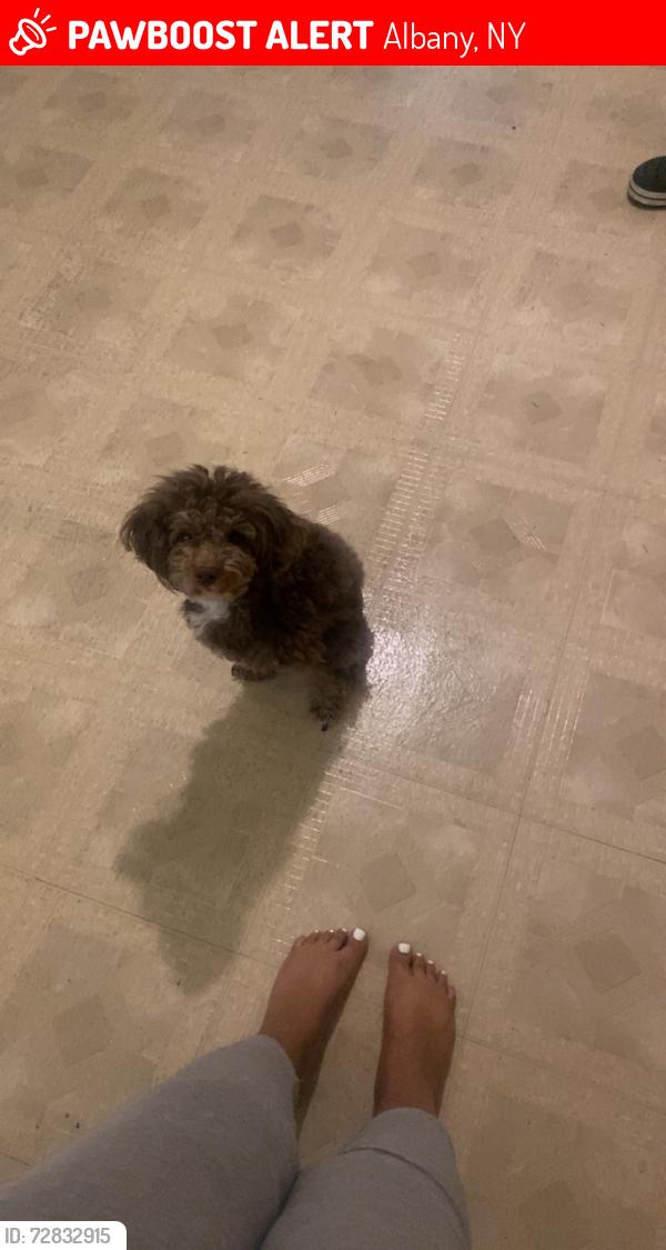 Found/Stray Male Dog last seen Madison ave , Albany, NY 12202