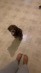 Found/Stray Male Dog last seen Madison ave , Albany, NY 12202