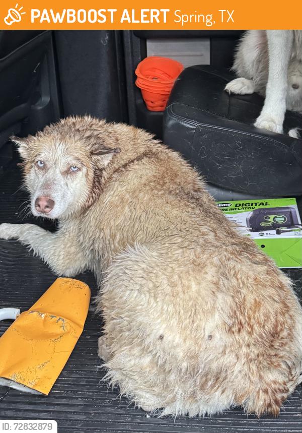Found/Stray Unknown Dog last seen Klein collins high school, Spring, TX 77388