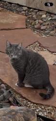 Lost Male Cat last seen Oakmont terrace and Saucon Valley ( Mira vista ), Fort Worth, TX 76132