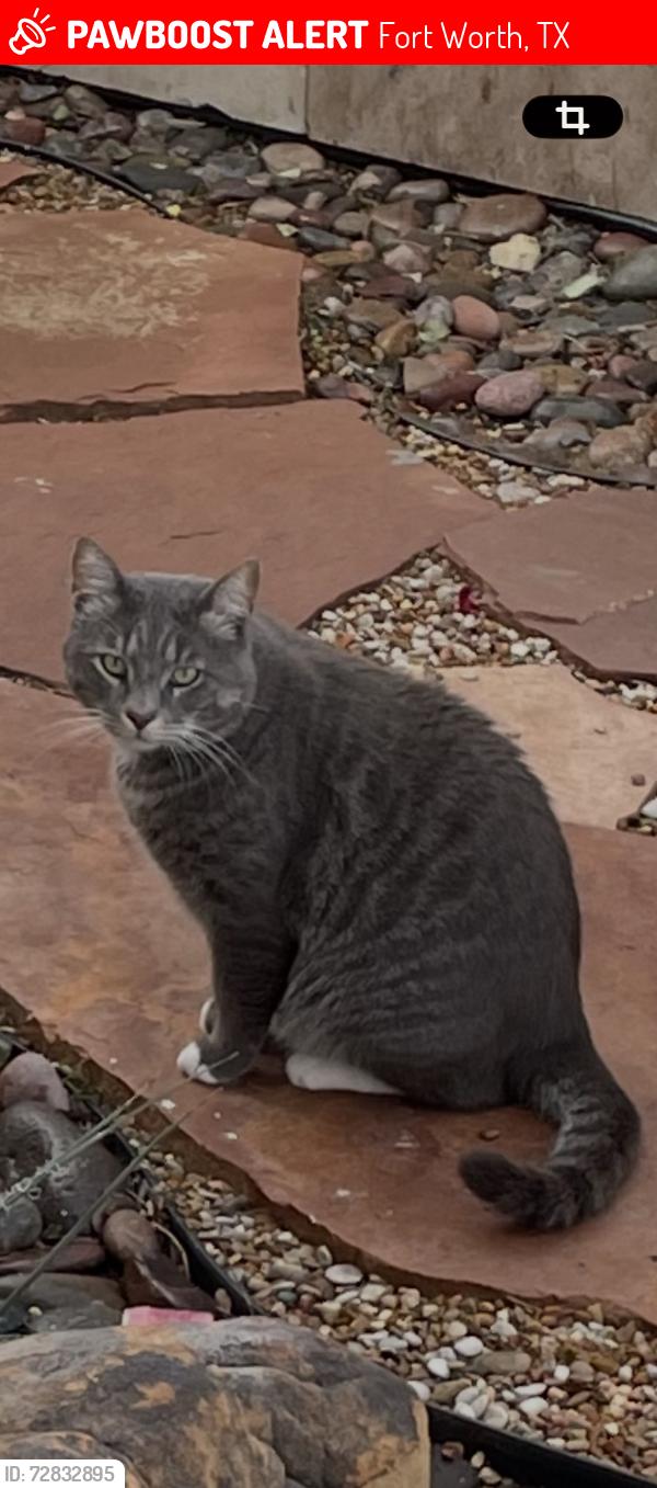 Lost Male Cat last seen Oakmont terrace and Saucon Valley ( Mira vista ), Fort Worth, TX 76132