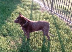 Reunited Male Dog last seen pungo ferry rd and princess ann, Virginia Beach, VA 23457