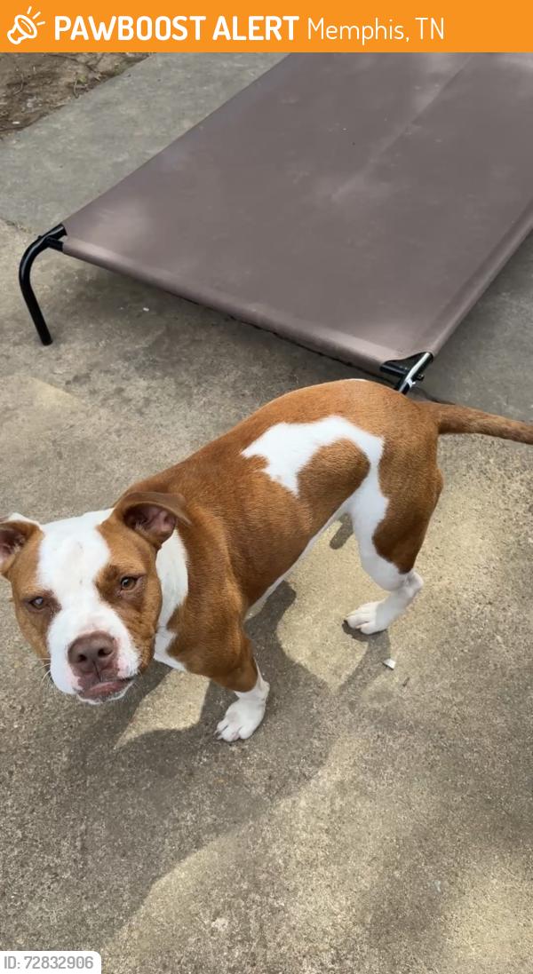 Found/Stray Female Dog last seen Pathway circle , Memphis, TN 38115