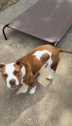 Found/Stray Female Dog last seen Pathway circle , Memphis, TN 38115