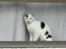 Lost Female Cat last seen Lane Ave & Hamlin Court, Titusville, FL 32780