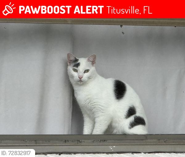 Lost Female Cat last seen Lane Ave & Hamlin Court, Titusville, FL 32780