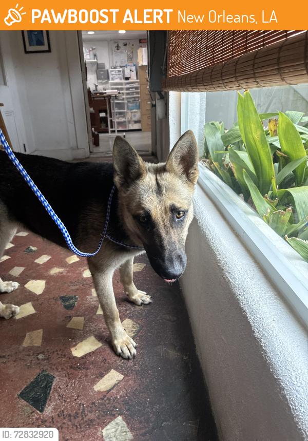 Found/Stray Female Dog last seen De Soto St. & Crete St. , near Jazz Festival , New Orleans, LA 70119