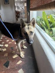 Found/Stray Female Dog last seen De Soto St. & Crete St. , near Jazz Festival , New Orleans, LA 70119