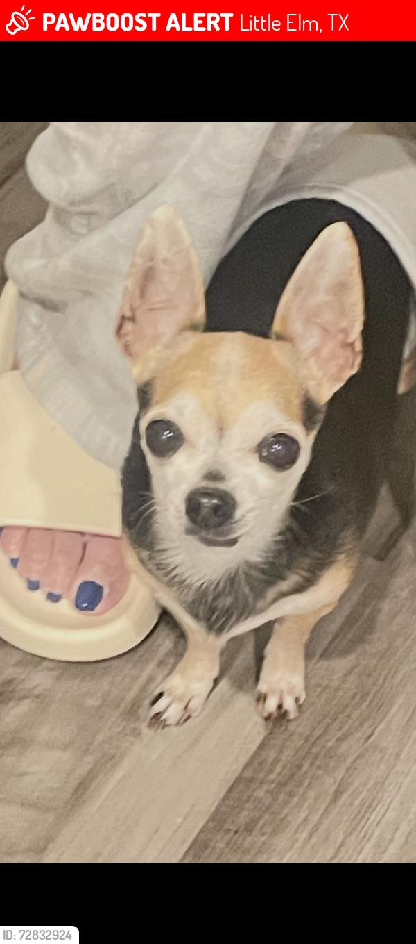 Lost Male Dog last seen Angus, Little Elm, TX 75068