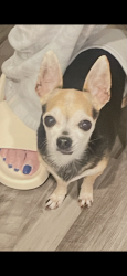 Lost Male Dog last seen Angus, Little Elm, TX 75068