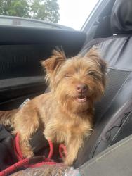 Found/Stray Male Dog last seen Elizabeth Avenue, Albemarle, NC 28001