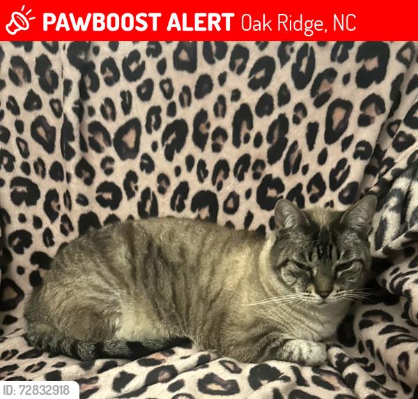 Lost Male Cat last seen Mabe Dr. & Clear Springs Rd, Oak Ridge, NC 27310