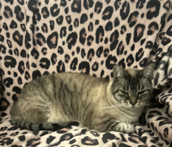 Lost Male Cat last seen Mabe Dr. & Clear Springs Rd, Oak Ridge, NC 27310