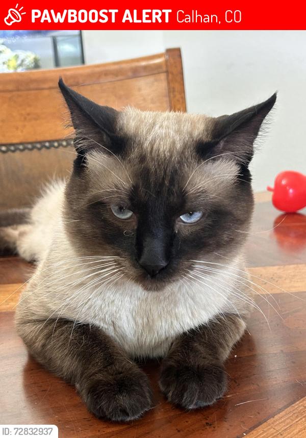 Lost Male Cat last seen Log and Garrett, Calhan, CO 80808