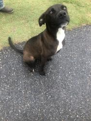 Found/Stray Male Dog last seen ESCC pickleball courts, Enterprise, AL 36330