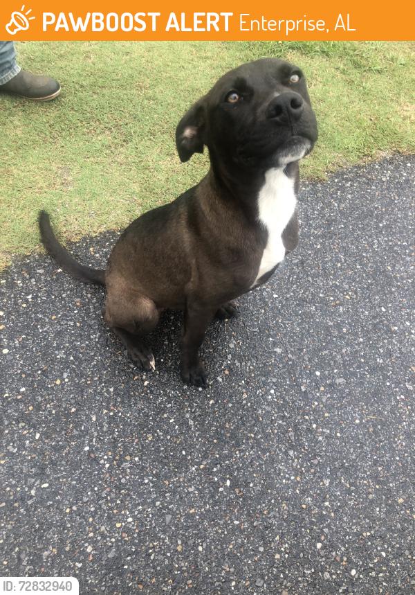 Found/Stray Male Dog last seen ESCC pickleball courts, Enterprise, AL 36330