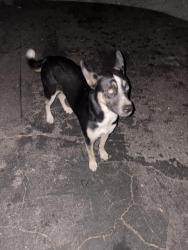 Found/Stray Male Dog last seen Edloft ave near the grey apmts , Los Angeles, CA 90032