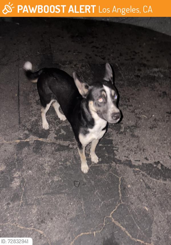 Found/Stray Male Dog last seen Edloft ave near the grey apmts , Los Angeles, CA 90032