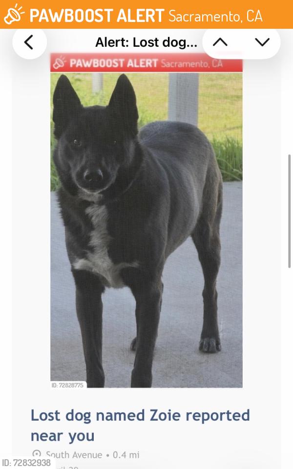Found/Stray Unknown Dog last seen Hayes and Taylor at 4am with 2 other dogs, Sacramento, CA 95838