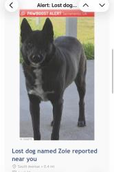 Found/Stray Unknown Dog last seen Hayes and Taylor at 4am with 2 other dogs, Sacramento, CA 95838