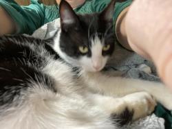 Lost Female Cat last seen FairPlay Church Road, Hull, GA 30646
