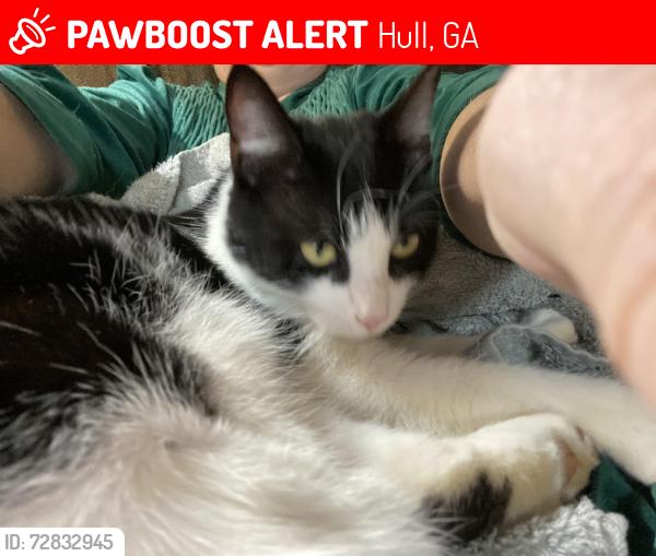 Lost Female Cat last seen FairPlay Church Road, Hull, GA 30646