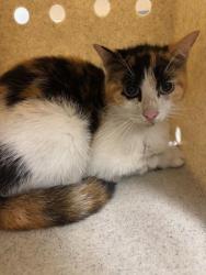 Shelter Stray Female Cat last seen , Sanford, FL 32773