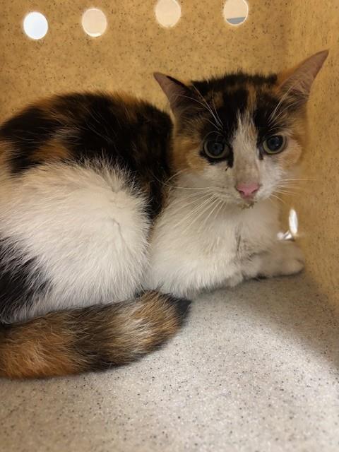 Shelter Stray Female Cat last seen , 232 Eslinger Way, Sanford, FL 32773, USA