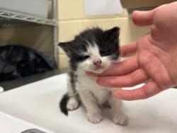 Shelter Stray Female Cat last seen , Sanford, FL 32773