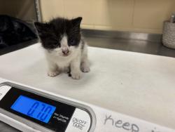 Shelter Stray Female Cat last seen , Sanford, FL 32773